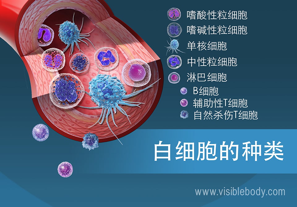 白细胞示意图